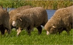 Superwash Merino uld